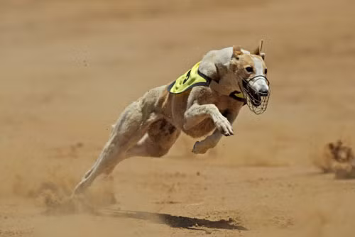 8. Chó Greyhound (tốc độ tối đa: 70 km/h).