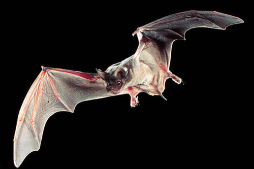 2. Dơi không đuôi Mexico (tốc độ tối đa: 96,6 km/h).