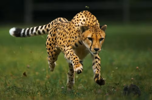 Top 10 dong vat co vu chay nhanh nhat the gioi