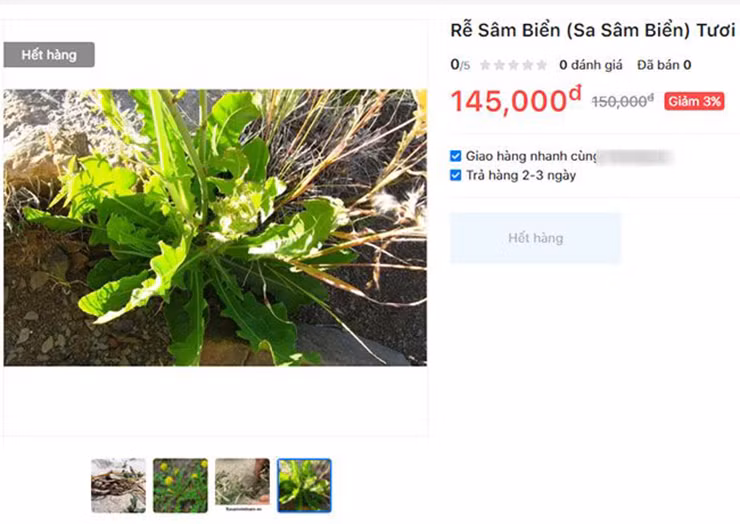 Rễ sa sâm cũng được bán với giá 145.000 đồng/kg về phơi khô nấu nước uống