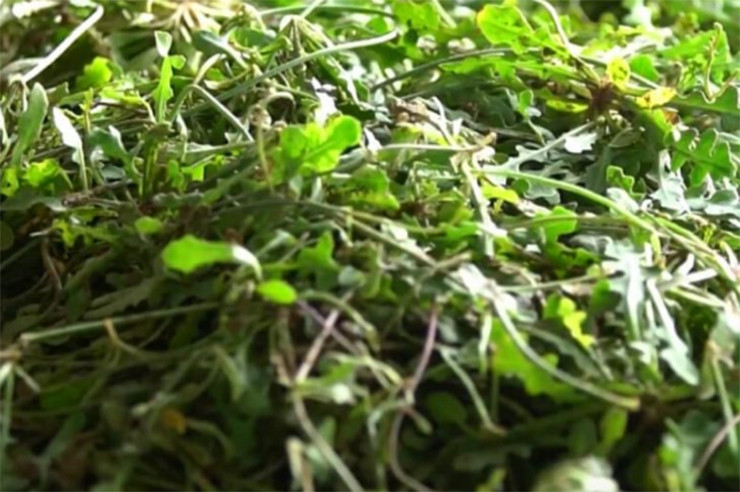 Sâm biển dễ trồng, tự nảy mầm, không cần chăm sóc quá nhiều. Sau khi thu hoạch, anh bỏ mối cho các nhà hàng với giá 40.000 đồng/kg, mỗi vụ anh thu về tiền triệu dễ dàng