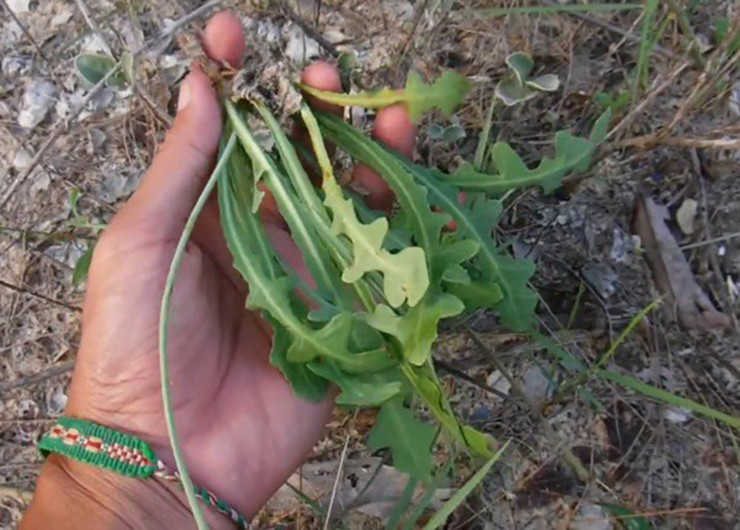 Tại các nhà hàng ở ven biển, món ăn từ rau sâm biển được xem là đặc sản mà ai cũng muốn thưởng thức