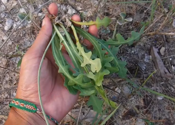 Tại các nhà hàng ở ven biển, món ăn từ rau sâm biển được xem là đặc sản mà ai cũng muốn thưởng thức