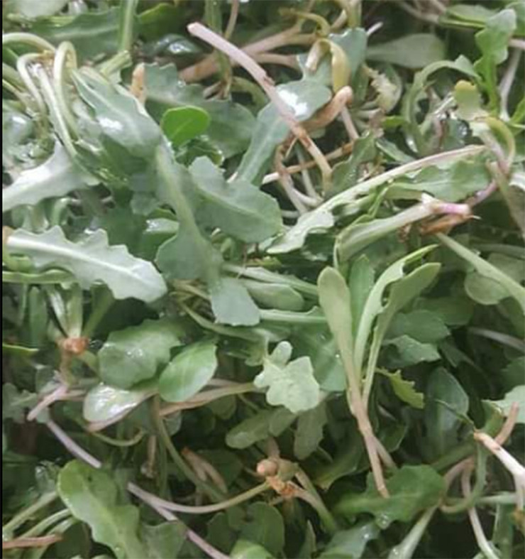 Sa sâm thu hoạch bằng cách cắt ngang sát phần gốc, lấy phần lá để bán