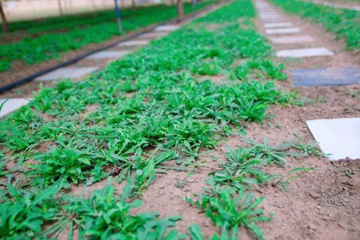 Sau này một số người phát hiện ra thứ "lộc trời" này có thể ăn được, và có nhiều công dụng tốt cho sức khỏe, đặc biệt giải nhiệt rất tốt