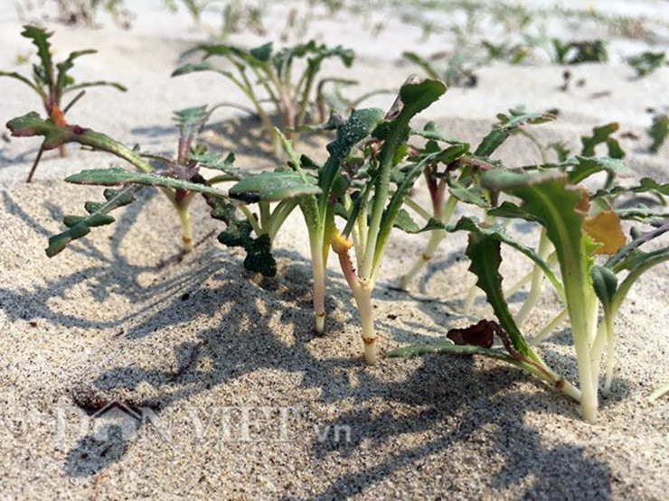 Rau sâm biển tươi có giá khoảng 800.000 đồng/kg