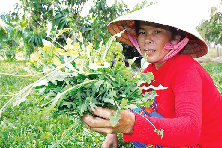 Trước đây, loại cây này ít người biết đến, dân đem nhổ vứt đi