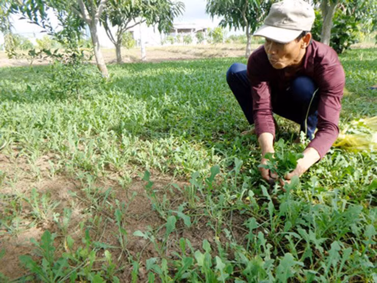 Hiện rau sâm biển sốt trên thị trường, nhiều người tìm mua, đặc biệt các công ty sản xuất dược liệu thu mua số lượng lớn