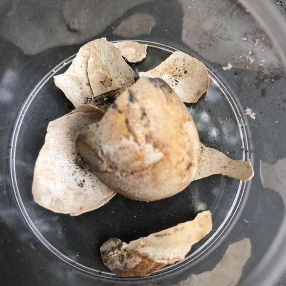 Sinh vật 2.000 tuổi nguyên vẹn và gây choáng váng ở thành phố hóa đá - Hình 2 Sinh vat 2.000 tuoi nguyen ven va gay choang vang o thanh pho hoa da-Hinh-2