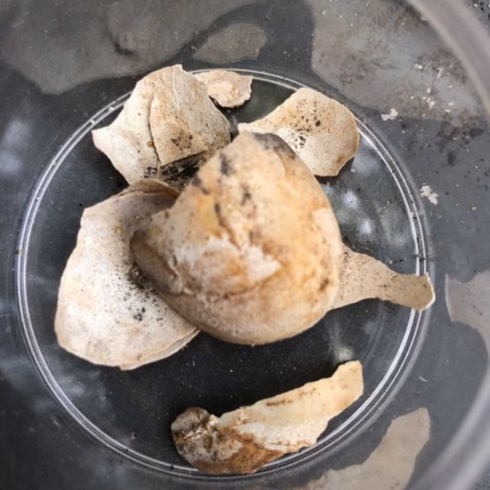 Sinh vật 2.000 tuổi nguyên vẹn và gây choáng váng ở thành phố hóa đá - Hình 2 Sinh vat 2.000 tuoi nguyen ven va gay choang vang o thanh pho hoa da-Hinh-2