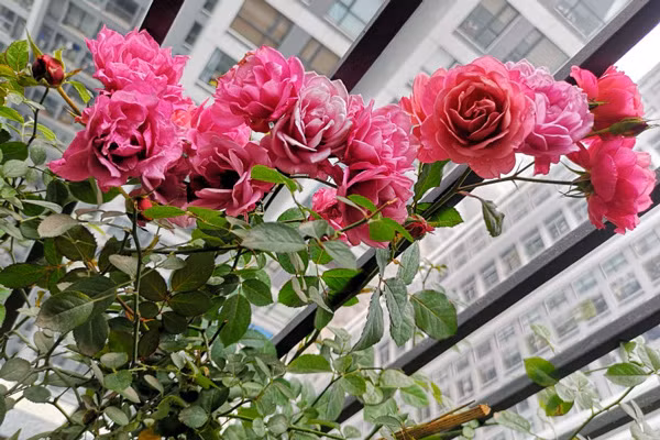 Cac cap doi cai nhau that ra lai rat yeu nhau