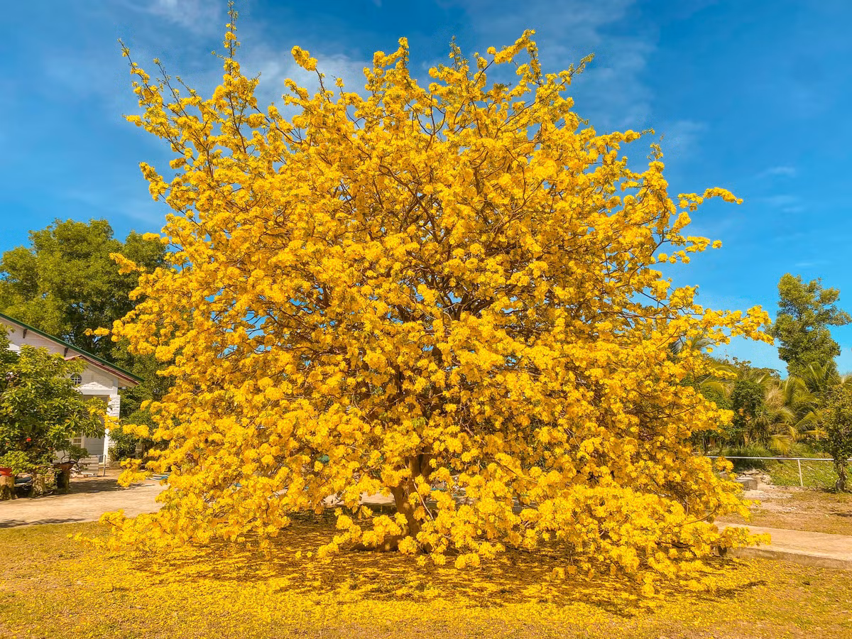 Mai vang 'khong lo' 60 nam tuoi, cao 4 met tro bong ruc ro, thu hut tram du khach-Hinh-2