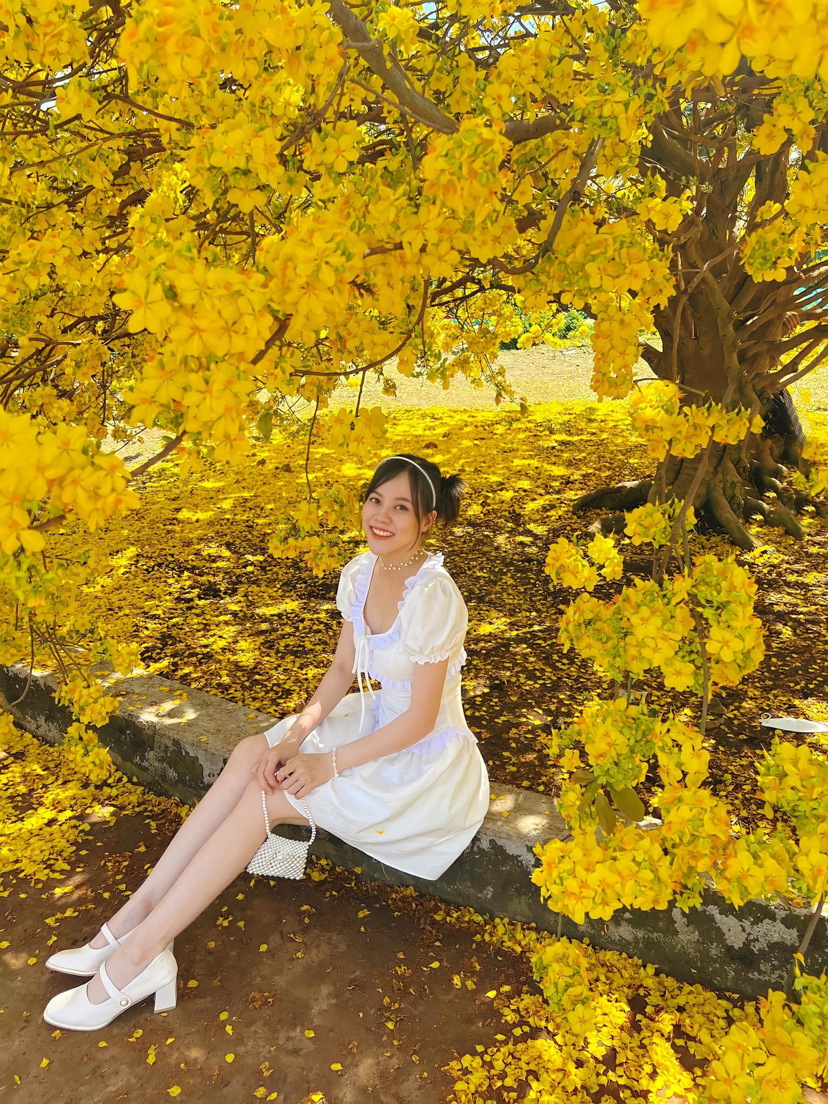 Mai vang 'khong lo' 60 nam tuoi, cao 4 met tro bong ruc ro, thu hut tram du khach-Hinh-5