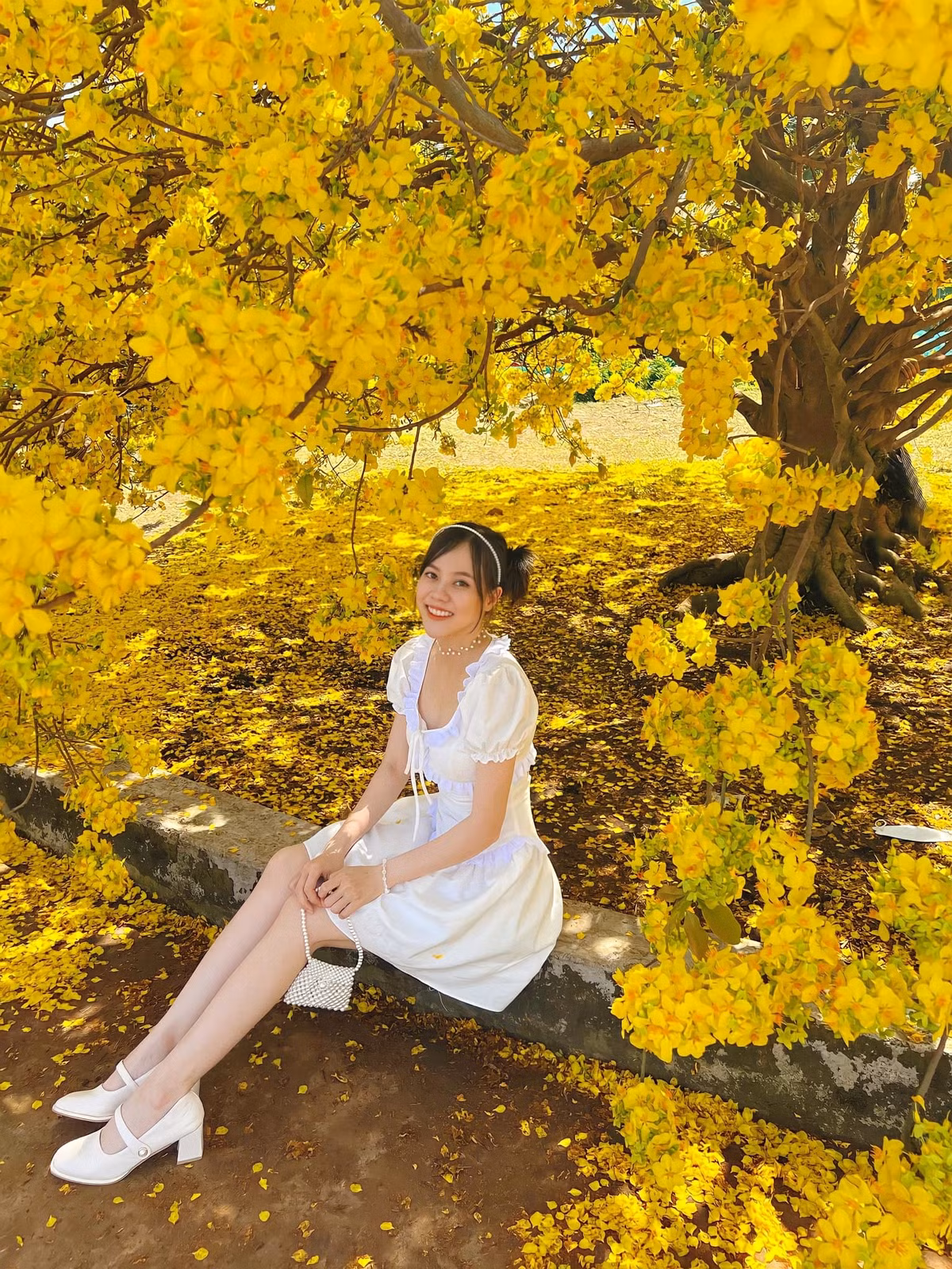 Mai vang 'khong lo' 60 nam tuoi, cao 4 met tro bong ruc ro, thu hut tram du khach-Hinh-5