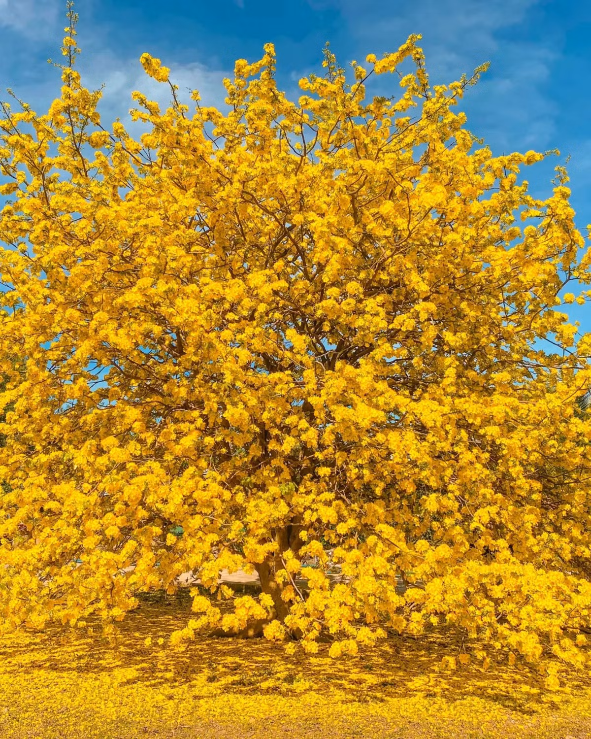 Mai vang 'khong lo' 60 nam tuoi, cao 4 met tro bong ruc ro, thu hut tram du khach-Hinh-3