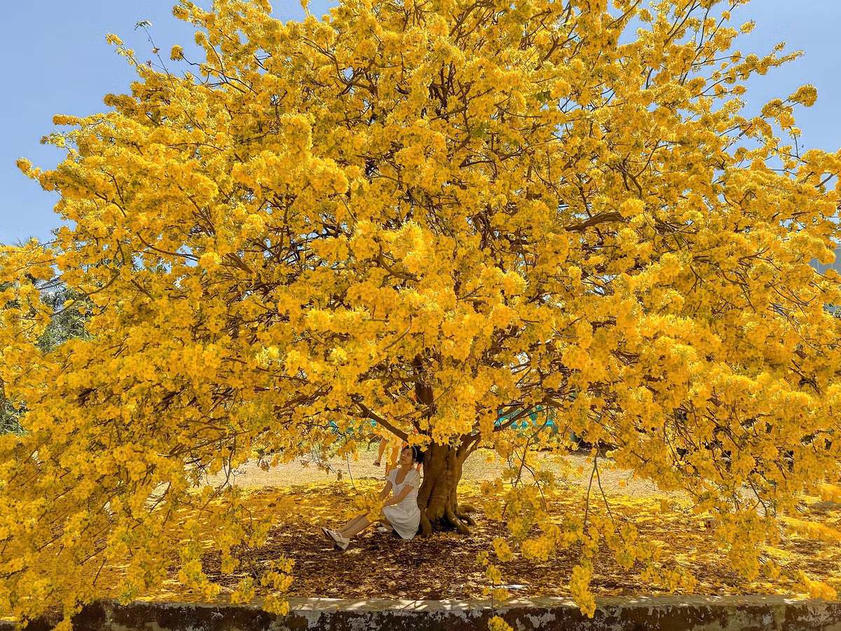 Mai vang 'khong lo' 60 nam tuoi, cao 4 met tro bong ruc ro, thu hut tram du khach