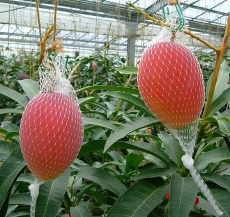 Danh sách trái cây mùa hè đắt đỏ chắc chắn không thể thiếu xoài đỏ Miyazaki (xoài Ruby), được trồng và thu hoạch vào khoảng tháng 4-8 hàng năm tại tỉnh Miyazaki, Nhật Bản.