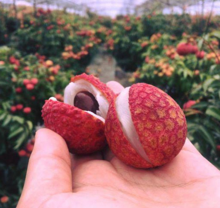 Giống vải này có vẻ ngoài đẹp mắt, nổi bật với 2 màu đỏ và xanh lá cây, theo tỷ lệ 6:4 và một đường gân màu xanh lá cây.