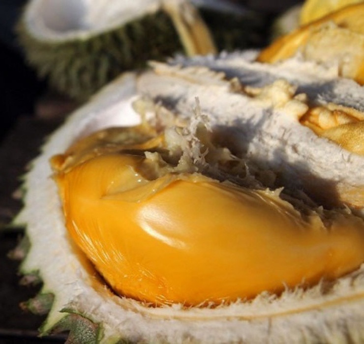 Khác với sầu riêng bình thường, sầu riêng Kanyao sở hữu hình dáng đẹp, mùi vị thơm ngọt và béo ngậy. Ngay cả khi chín, miếng sầu riêng cũng không hề bị nhũn mà vẫn giữ được độ săn chắc.