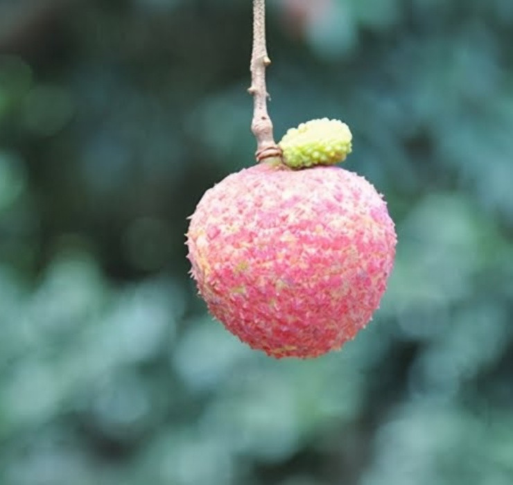 Hiện nay giống vải này còn rất ít và hiếm, trong suốt 400 năm qua, sản lượng vải "gia lục" chỉ đạt mức vài chục quả vải mỗi năm. Đây cũng là lý do vì sao giá thành của nó lại cao đến vậy.