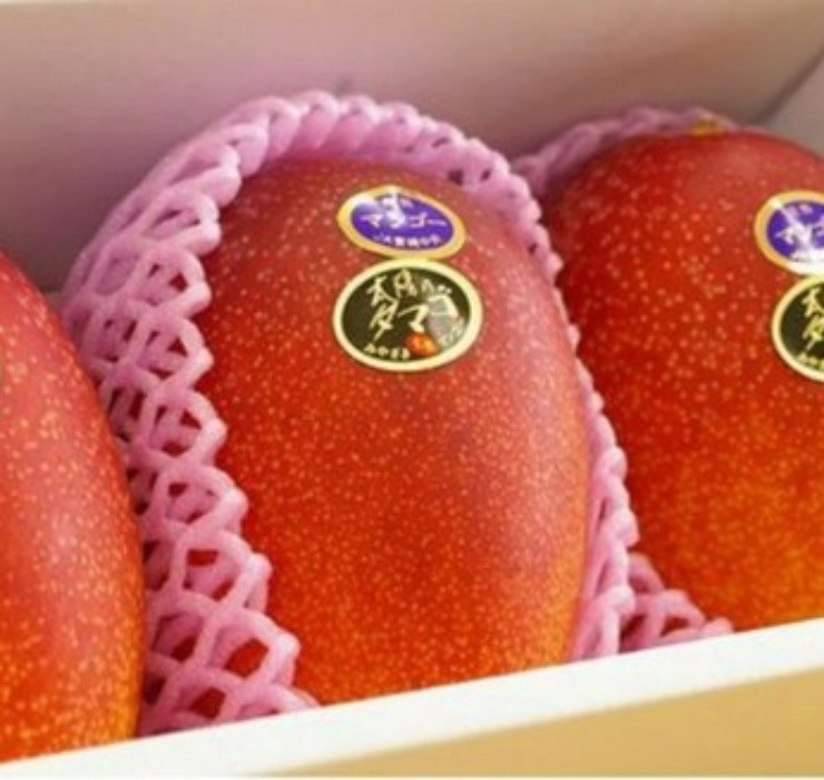 Ở Việt Nam, giá xoài Miyazaki rơi vào khoảng 1,1 triệu đồng/quả đối với loại xoài có kích cỡ 700gr. Tính trung bình, xoài đỏ có giá khoảng 1,5 triệu/kg.