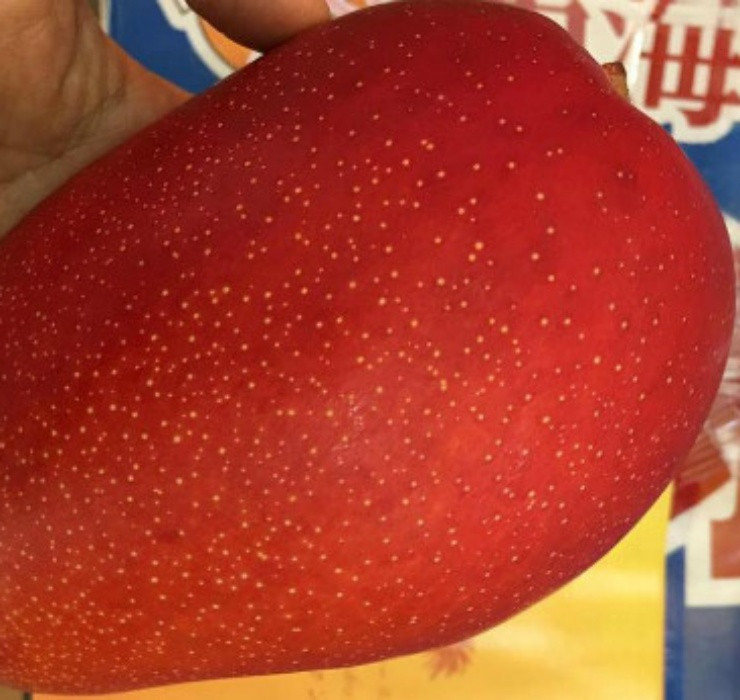 Xoài có vỏ mịn, màu đỏ và ruột vàng, vị ngọt thơm mềm tan không dính xơ. Trọng lượng trung bình của mỗi trái xoài lên tới hơn 320g.