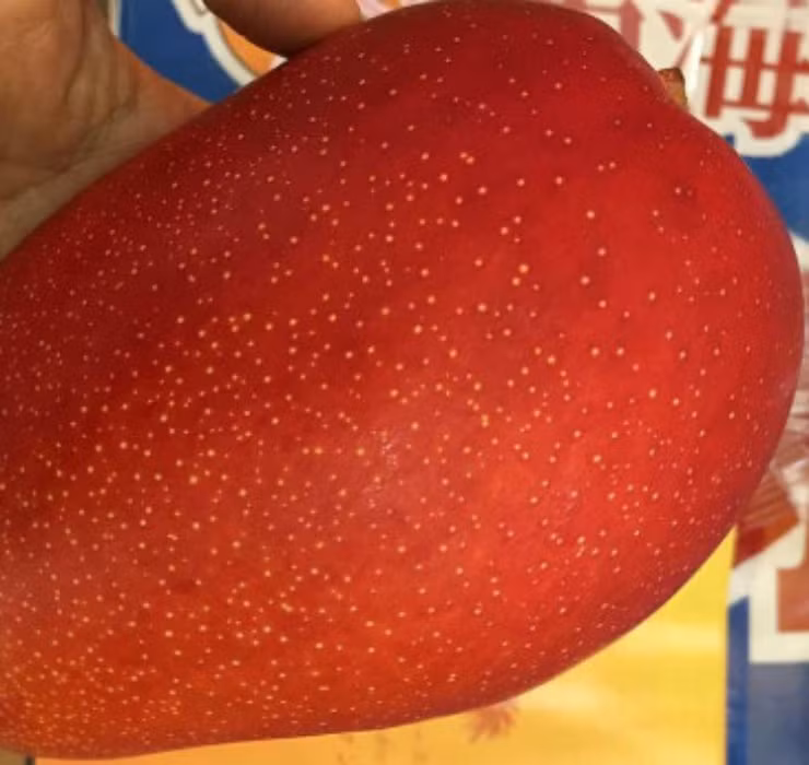 Xoài có vỏ mịn, màu đỏ và ruột vàng, vị ngọt thơm mềm tan không dính xơ. Trọng lượng trung bình của mỗi trái xoài lên tới hơn 320g.