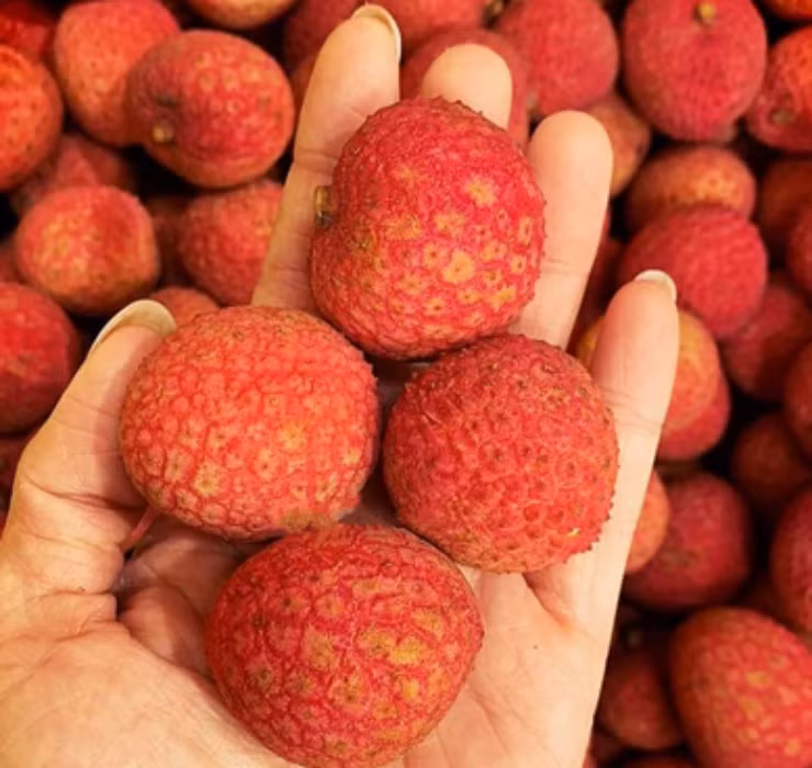 Vải thiều "gia lục" chắc hẳn không còn là cái tên xa lạ với nhiều người, loại quả này từng được đem bán đấu giá vào năm 2011 với mức giá 550.000 NDT/quả (khoảng 1,8 tỷ đồng), tương đương với một chiếc… Mercedes.