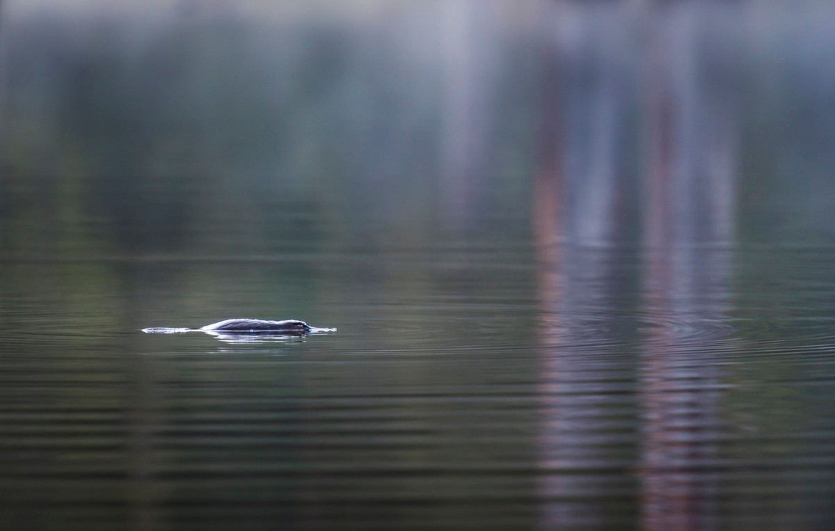 Thú mỏ vịt sống tại Australia, trên địa bàn trải rộng từ phía tây tiểu bang Victoria đến Cooktown ở tiểu bang Queensland. Chúng cũng có thể được tìm thấy trên đảo Tasmania và đảo King, cùng đảo Kangaroo, nơi chúng được con người đưa đến vào đầu những năm 1900. Ảnh: Livescience.