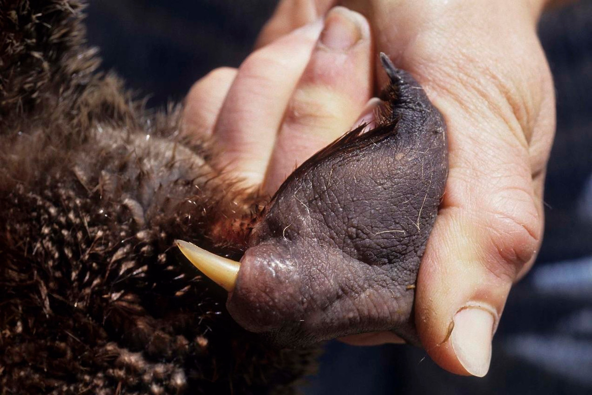 Đây là một trong số ít những loài thú có độc. Thú mỏ vịt đực có cựa nối với tuyến nọc độc bí mật trên hai chân sau. Vào mùa giao phối, lượng độc sản xuất sẽ nhiều hơn, nên các nhà nghiên cứu cho rằng chúng giúp con đực cạnh tranh để giành bạn tình. Độc này không gây ảnh hưởng đến tính mạng cả với đồng loại và con người, nhưng có thể gây sưng tấy và đau nhức. Ảnh: Discovermagazine.