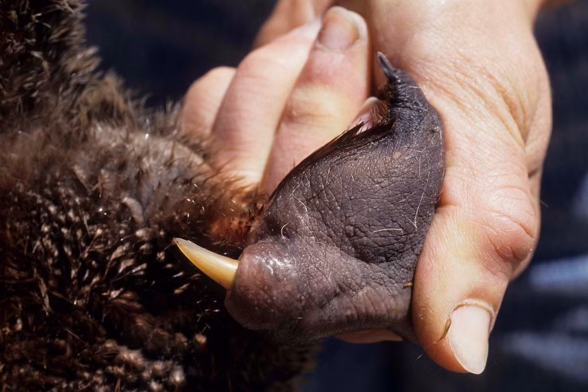 Đây là một trong số ít những loài thú có độc. Thú mỏ vịt đực có cựa nối với tuyến nọc độc bí mật trên hai chân sau. Vào mùa giao phối, lượng độc sản xuất sẽ nhiều hơn, nên các nhà nghiên cứu cho rằng chúng giúp con đực cạnh tranh để giành bạn tình. Độc này không gây ảnh hưởng đến tính mạng cả với đồng loại và con người, nhưng có thể gây sưng tấy và đau nhức. Ảnh: Discovermagazine.