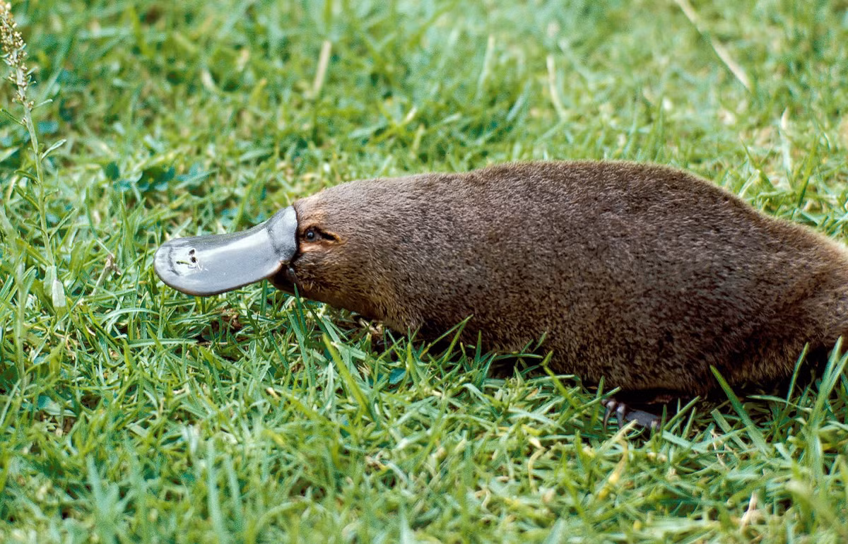 Loài động vật này có thể thích ứng với nhiều loại hình thời tiết khắc nghiệt và nhiều loại địa hình, từ đồng bằng, lòng chảo, rừng mưa đến những vùng núi lạnh giá của Tasmania và dãy Alps Australia. Bộ lông dày, chống nước giữ ấm cho chúng trong thời tiết lạnh, và chiếc đuôi lớn là nơi chúng dự trữ mỡ. Ảnh: Biographic.