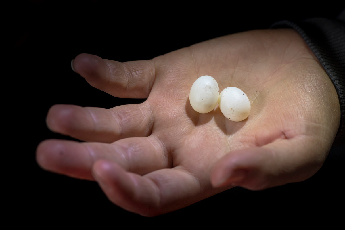 Phần lớn động vật có vú đẻ con. Tuy nhiên, thú mỏ vịt lại đẻ trứng và là một trong năm loài thú đơn huyệt (đẻ trứng) hiếm hoi còn tồn tại trên Trái Đất. Ảnh: Biographic.