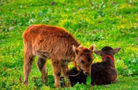 Tai sao con nguoi thuong an thit dong vat an co ma it an thit dong vat an thit?-Hinh-3