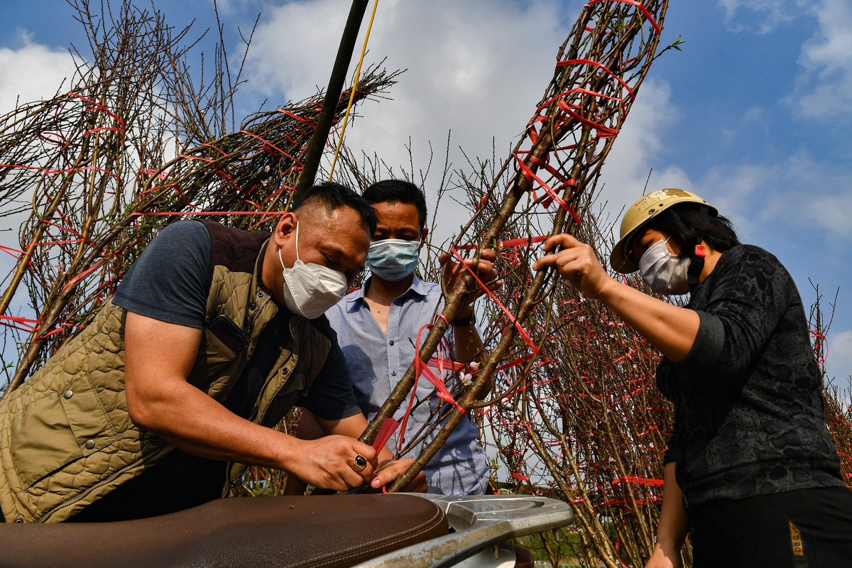 Đào vận chuyển xuống Hà Nội để bán dịp Tết nên anh Hải (giữa) phải treo biển hạ giá với hy vọng bán được càng nhiều càng tốt. Nếu để ế nhiều, các tiểu thương phải gọi xe vận chuyển về, vừa mất công, vừa tốn kém do cước phí trên dưới 10 triệu đồng. "Các cành đào tôi bán giá giảm dao động 500.000-1 triệu đồng tuỳ kích cỡ", anh Hải chia sẻ.