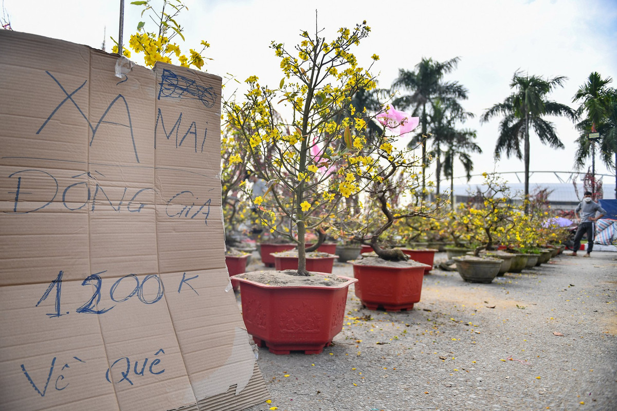 Một nhà vườn từ Bình Định xả lỗ đồng giá 1,2 triệu đồng/cây mai để về quê.