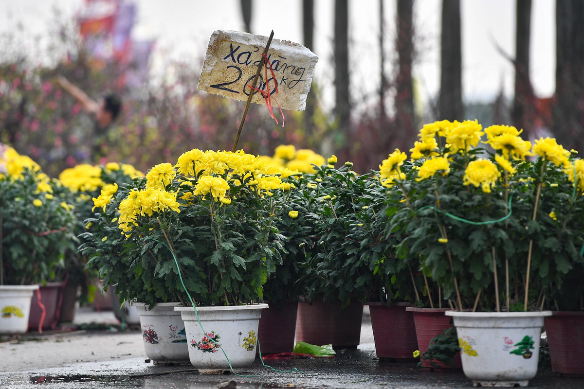 Những chậu hoa cúc từ Hà Nam cũng được treo xả hàng với 200.000 đồng. Tiểu thương bán hoa cúc cho biết 1-2 ngày nữa không bán được hết số cúc này, ông sẽ để lại nhờ người quen bán hộ để về quê ăn Tết.