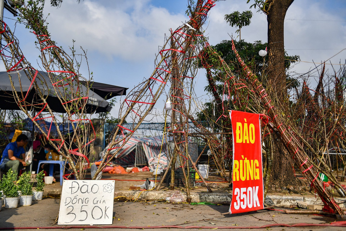 Một nhà vườn khác để biển đồng giá 350.000 đồng/cành để bán nốt.