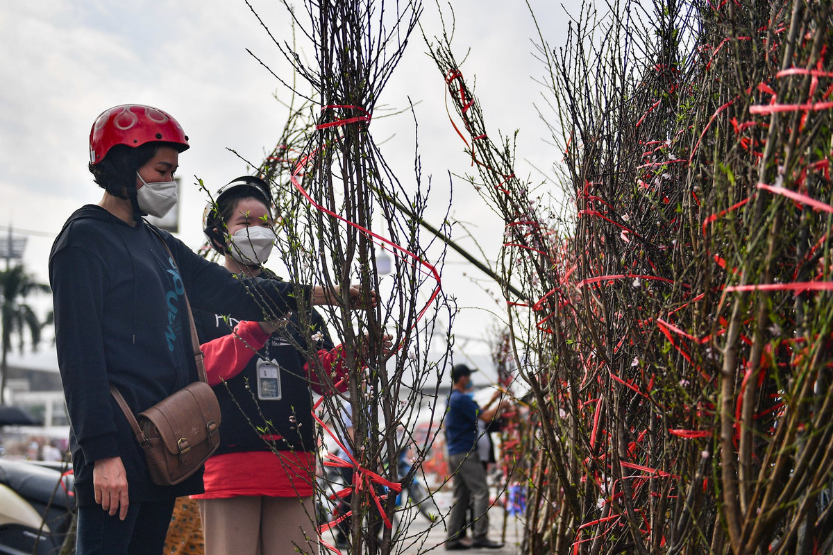 Sau khi treo biển "Đào rừng đẹp siêu rẻ", khá đông người dân tò mò ghé vào mua.