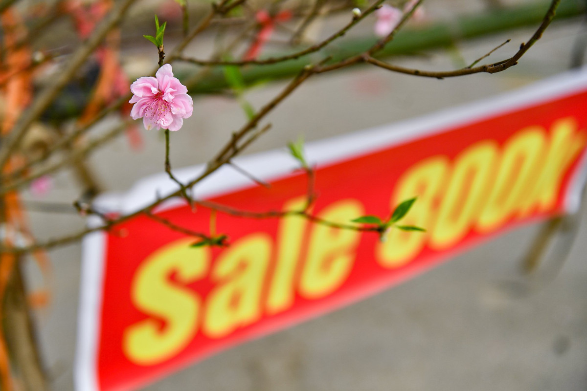 Anh Dũng cho biết nhập về bán loại đào phai kép hồng, có nguồn gốc từ Sơn La, với số lượng khoảng vài trăm cành chia nhiều điểm ở Hà Nội.