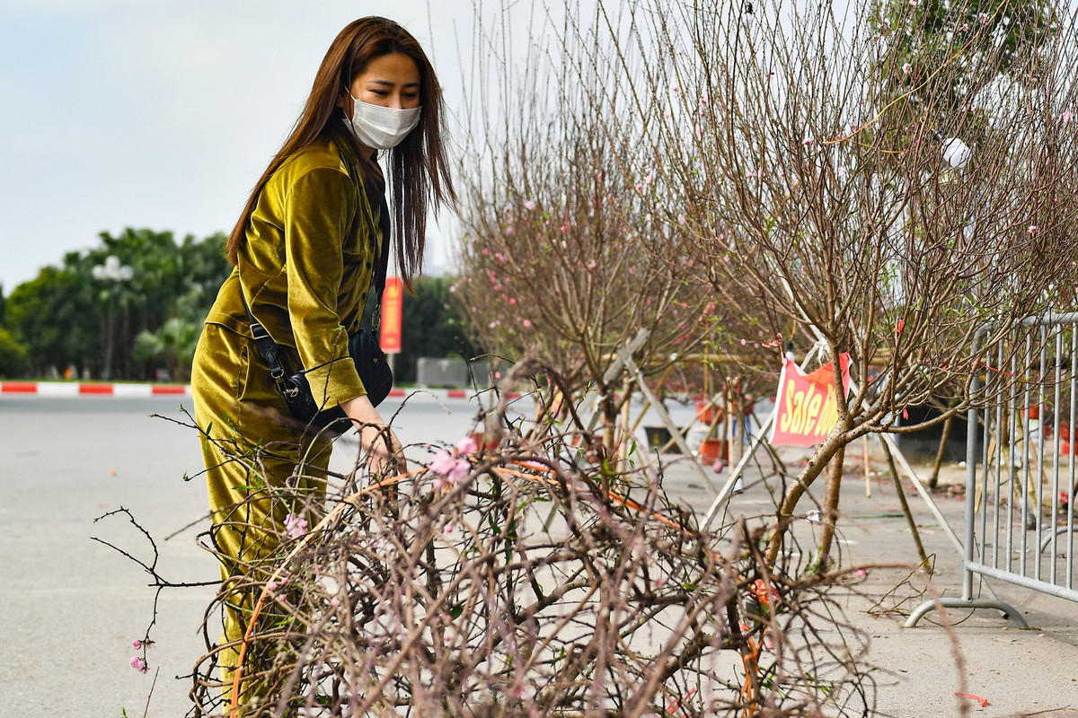 "Tôi thấy đào hạ giá rẻ nhưng cành vẫn rất to và đẹp. Mọi năm nhà tôi vẫn đi mua đào để trang trí đón Tết. Tôi thường bỏ ra từ 1,5-2 triệu đồng cho những cành to như này", chị Lê Thanh Huyền (quận Nam Từ Liêm) chia sẻ.