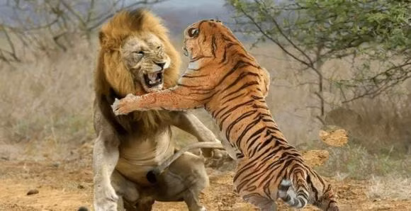 Ho hay su tu manh hon? Ket qua dang kinh ngac