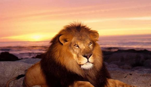 Ho hay su tu manh hon? Ket qua dang kinh ngac-Hinh-4