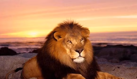 Ho hay su tu manh hon? Ket qua dang kinh ngac-Hinh-4