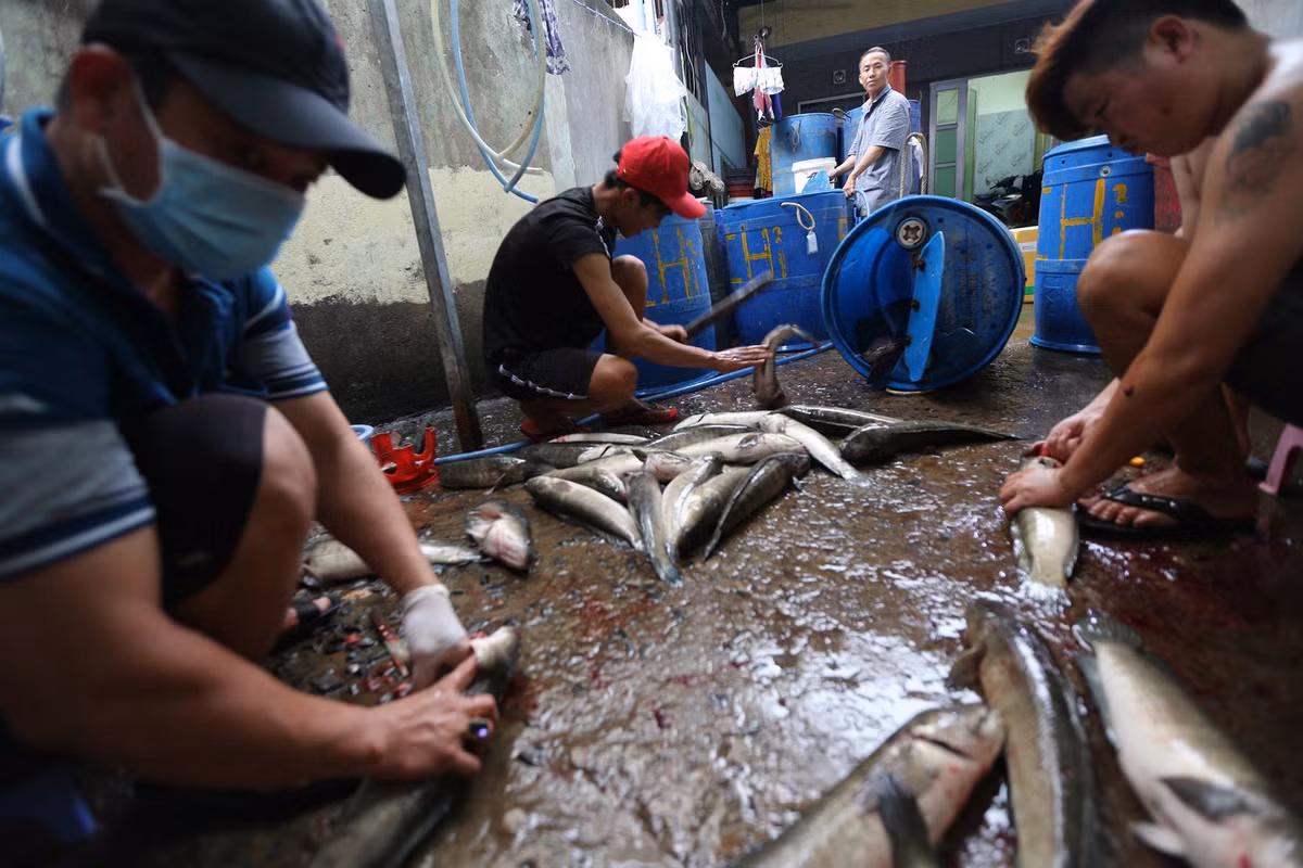 Đường Tân Kỳ Tân Quý được xem là "phố cá lóc nướng" lớn nhất tại TP.HCM. Mỗi năm dịp vía Thần Tài đều nhộn nhịp cảnh mua bán. Để chuẩn bị phục vụ nhu cầu của khách, nhiều tiểu thương đã chủ động đặt mua cá lóc từ các tỉnh miền Tây, miền Đông Nam Bộ để chủ động nguồn hàng.