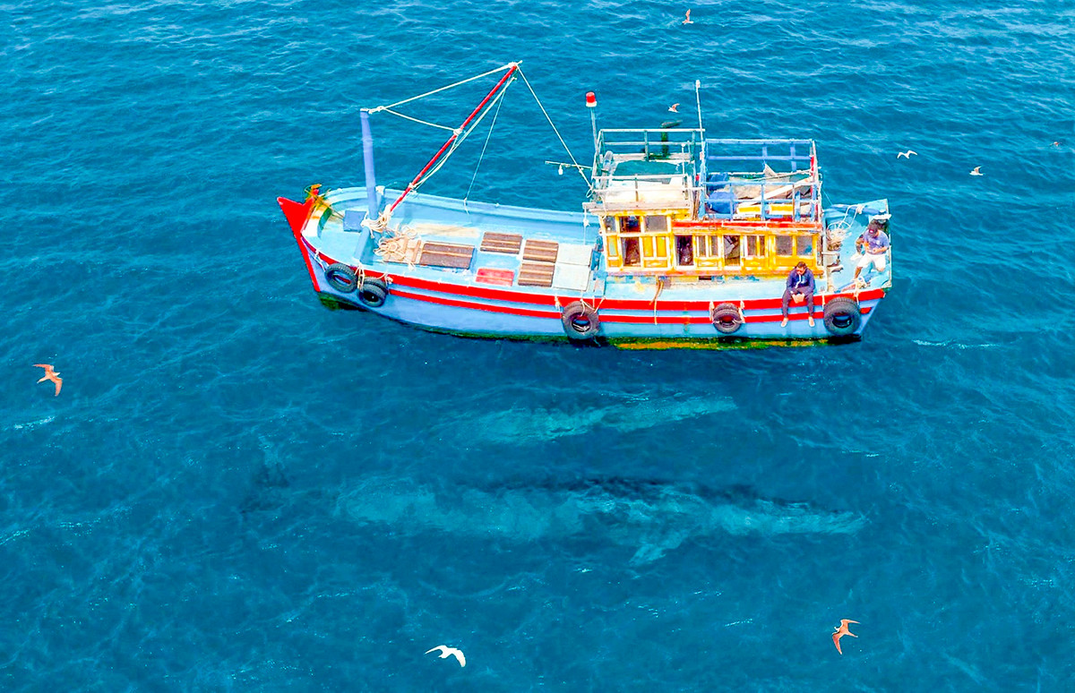 Khuyen cao du khach giu khoang cach voi ca voi o De Gi