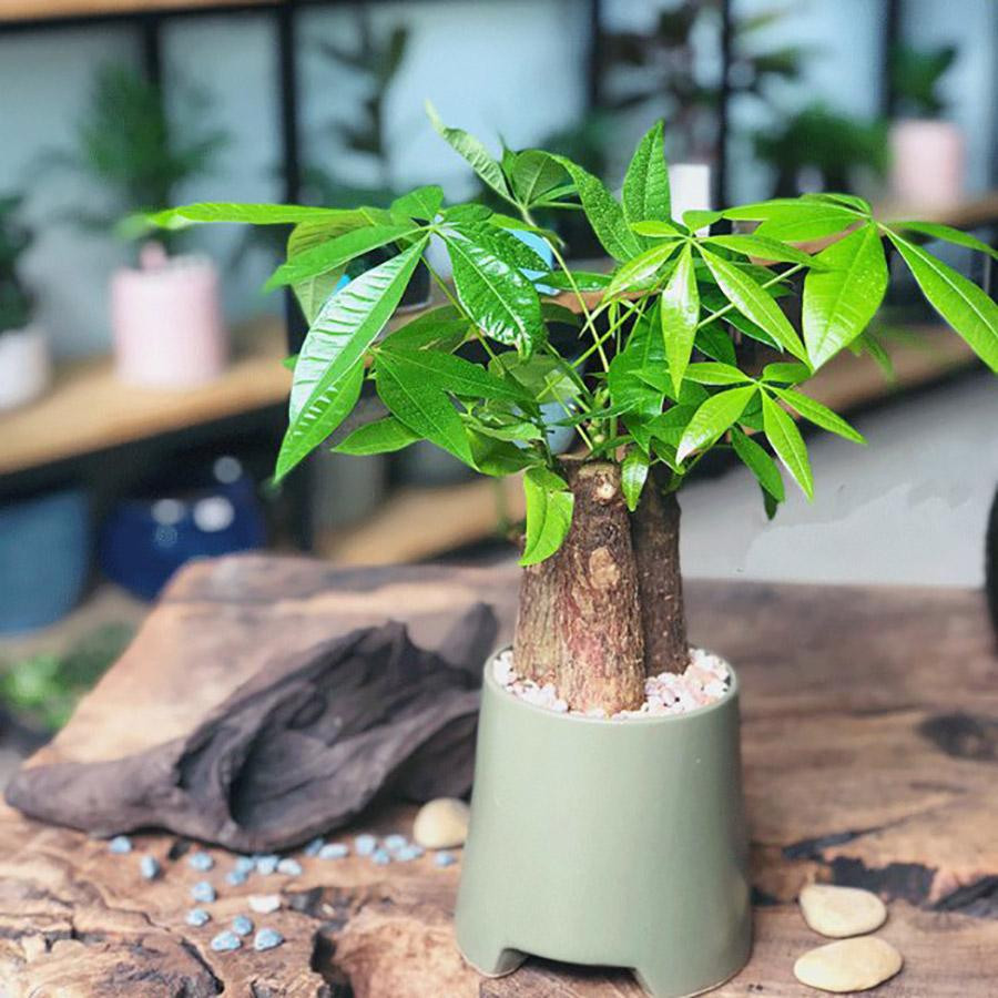 Y nghia phong thuy va cach cham soc cay kim ngan-Hinh-2