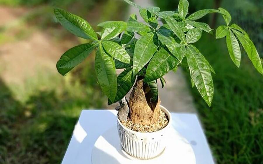 Y nghia phong thuy va cach cham soc cay kim ngan-Hinh-3