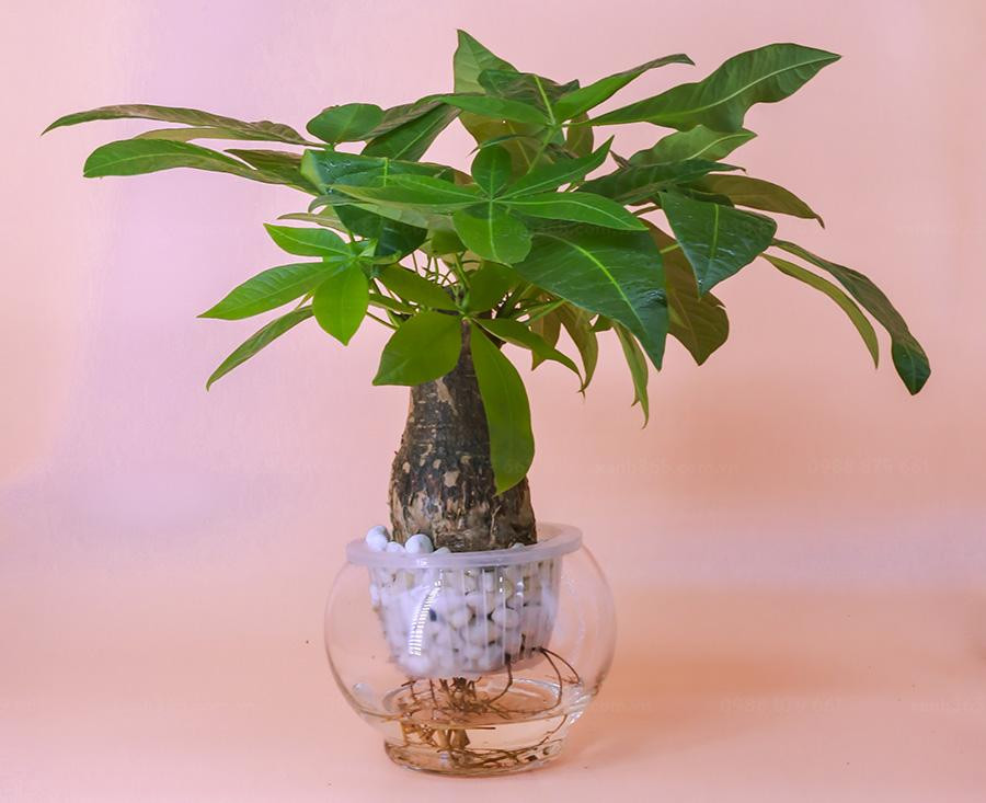 Y nghia phong thuy va cach cham soc cay kim ngan-Hinh-4