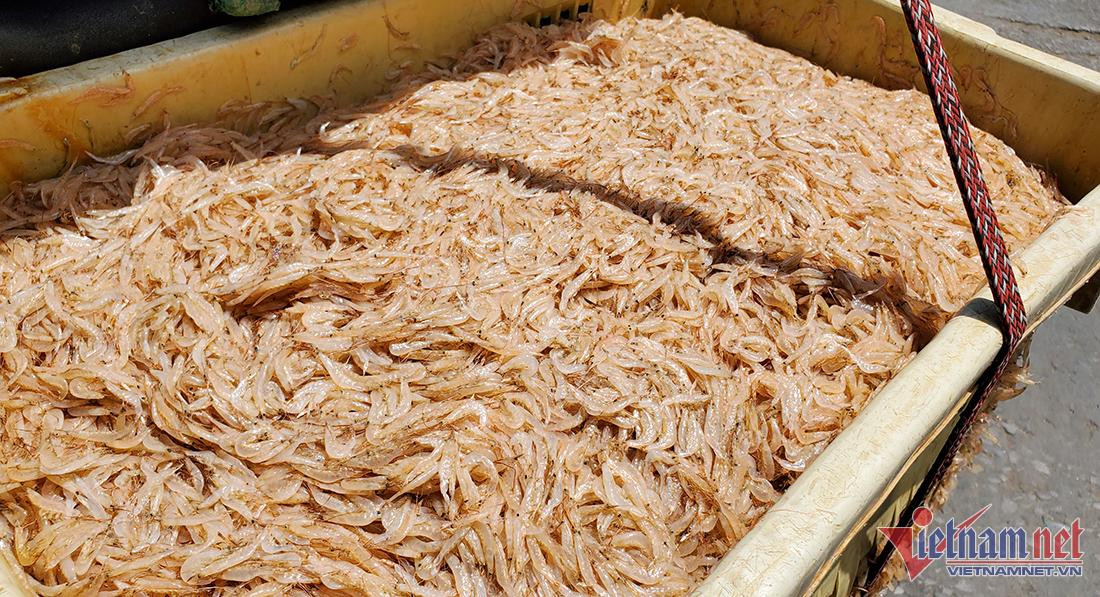 Xúc lộc biển nhỏ 10mm, ngư dân Cửa Lò thu nhanh tiền triệu mỗi ngày - Hình 6 Xuc loc bien nho 10mm, ngu dan Cua Lo thu nhanh tien trieu moi ngay-Hinh-6